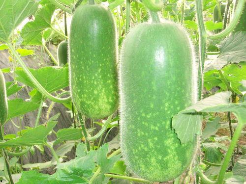 东瓜娱乐娱乐吃瓜酱,吃瓜酱带你领略东瓜娱乐的精彩瞬间